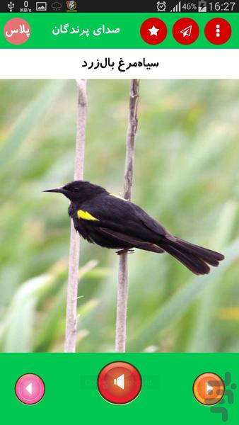 صدای پرندگان پلاس - عکس برنامه موبایلی اندروید