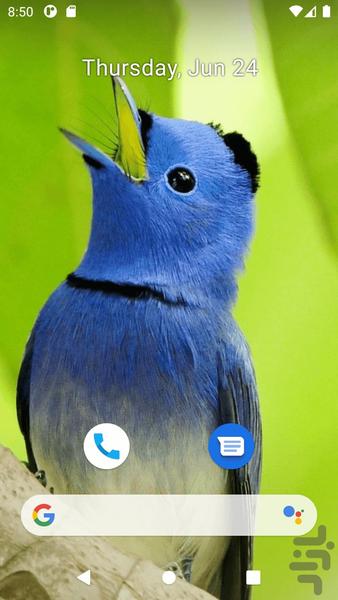 تصویر زمینه پرنده HD - Image screenshot of android app