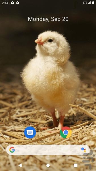 Chick Wallpaper - Image screenshot of android app