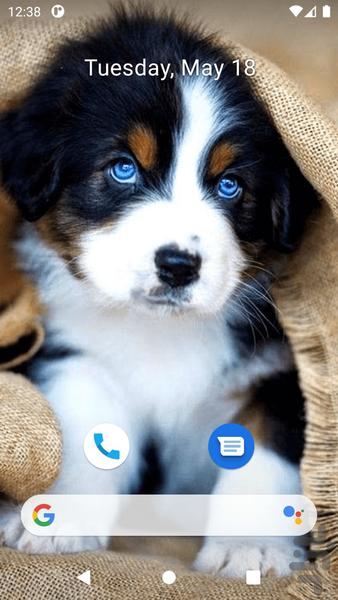 والپیپر سگ ناز - عکس برنامه موبایلی اندروید