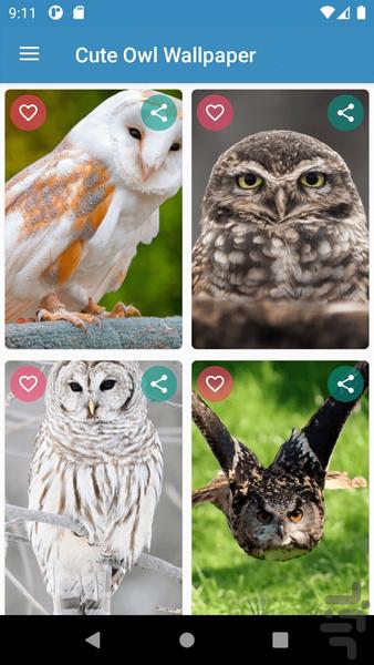 Cute Owl Wallpaper - Image screenshot of android app