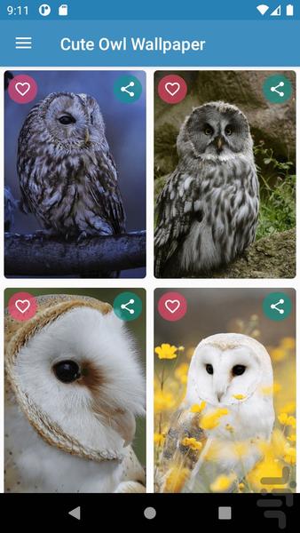 Cute Owl Wallpaper - Image screenshot of android app