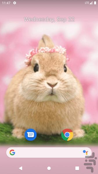 والپیپر خرگوش - عکس برنامه موبایلی اندروید
