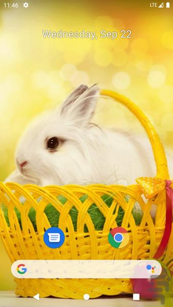والپیپر خرگوش - Image screenshot of android app