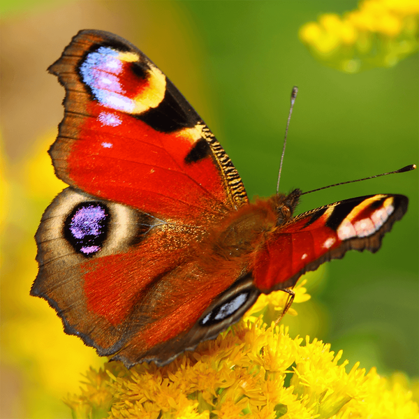 Butterfly Jigsaw Puzzle Games - Gameplay image of android game