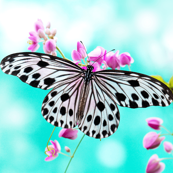 Butterfly Jigsaw Puzzle Games - Gameplay image of android game