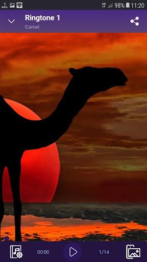 Camel - RINGTONES and WALLPAPERS - Image screenshot of android app