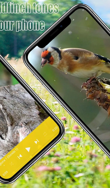 Master Goldfinch Calling Call - عکس برنامه موبایلی اندروید