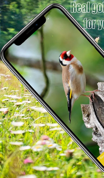 Master Goldfinch Calling Call - عکس برنامه موبایلی اندروید