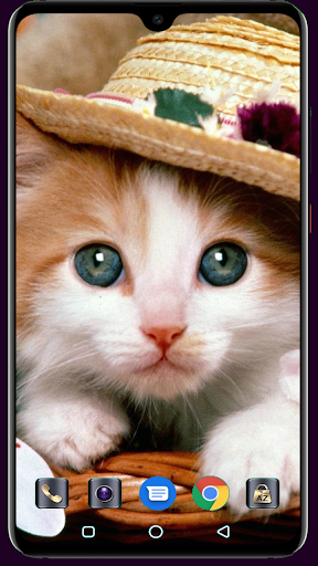 Cute Cat Wallpaper - Image screenshot of android app