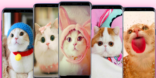kitten wallpapers - cat images - Image screenshot of android app