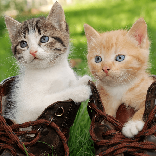 Cats & Kittens Jigsaw Puzzles - Gameplay image of android game