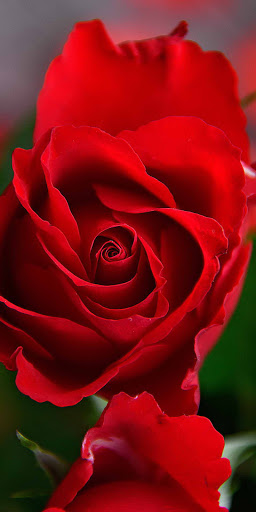 Rose Red With Water So Beautiful Free Hd 4k Background Wallpapers