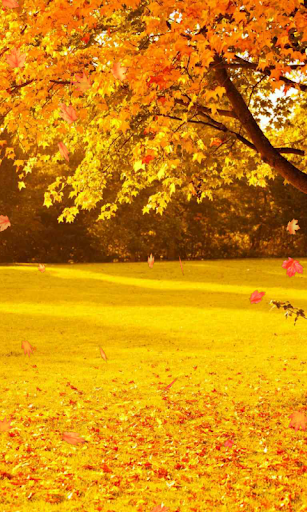 Autumn Wallpaper - Image screenshot of android app