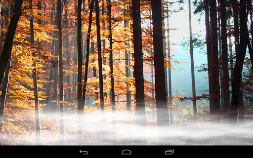 Forest Wallpaper - Image screenshot of android app