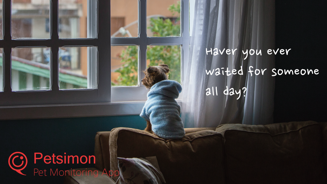 Petsimon pet monitoring camera - عکس برنامه موبایلی اندروید