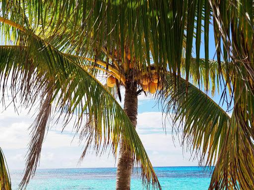 Summer Wallpapers: backgrounds hd - عکس برنامه موبایلی اندروید