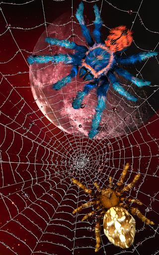 Spider, live wallpaper - عکس برنامه موبایلی اندروید