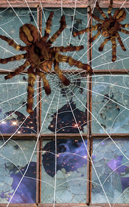 Spider, live wallpaper - عکس برنامه موبایلی اندروید