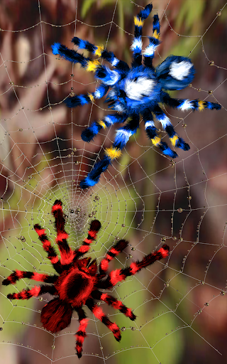 Spider, live wallpaper - عکس برنامه موبایلی اندروید