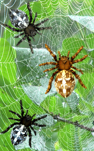 Spider, live wallpaper - عکس برنامه موبایلی اندروید