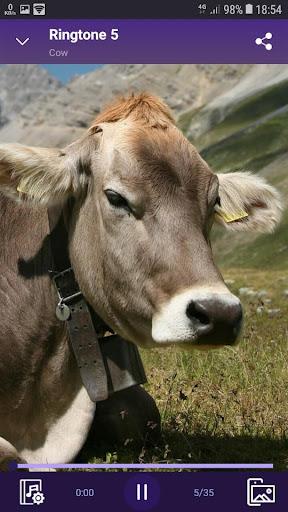 Cow - RINGTONES and WALLPAPERS - Image screenshot of android app