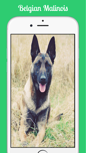 Belgian Malinois - عکس برنامه موبایلی اندروید