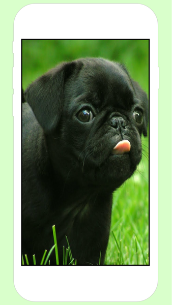 Puppy Wallpapers - Image screenshot of android app