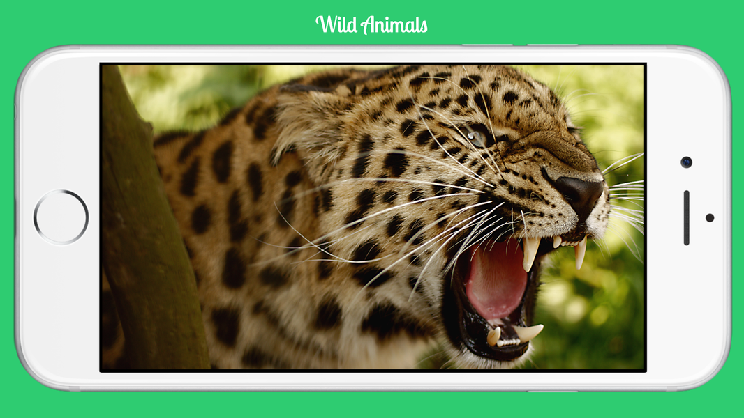 Wild Animals - عکس برنامه موبایلی اندروید