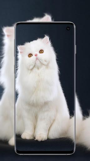 Cute Cats wallpapers - Image screenshot of android app