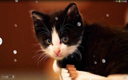 Cute Cats Live Wallpaper - Image screenshot of android app