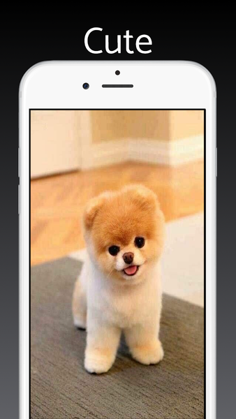 Pomeranian Dog Wallpaper Pro - Image screenshot of android app