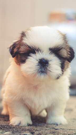 Cute Puppy Wallpapers: Cutest Pictures of Puppies - عکس برنامه موبایلی اندروید