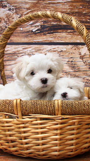 Cute Puppy Wallpapers: Cutest Pictures of Puppies - Image screenshot of android app