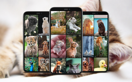 Cute Animal Wallpapers - عکس برنامه موبایلی اندروید