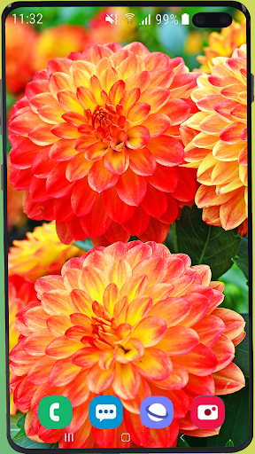 Dahlia Flowers Wallpaper HD - عکس برنامه موبایلی اندروید