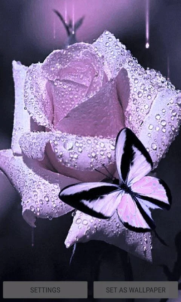 Dewy Purple Butterfly LWP - Image screenshot of android app