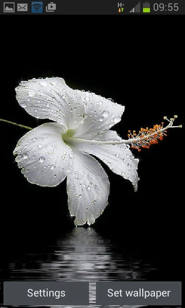 Dewy White Flower LWP - Image screenshot of android app