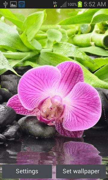 Pink Orchid Blooming LWP - عکس برنامه موبایلی اندروید