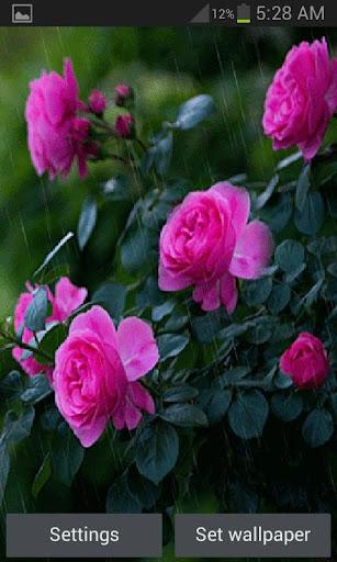 Rainy Pink Flowers LWP - عکس برنامه موبایلی اندروید