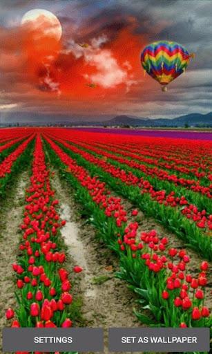 Tulip Flowers Live Wallpaper - عکس برنامه موبایلی اندروید