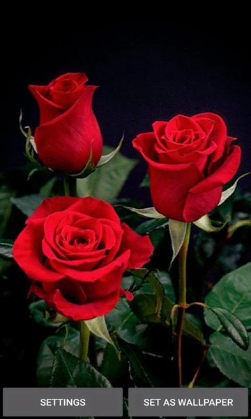 Valentine Red Roses LWP - Image screenshot of android app