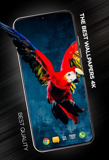 Birds Wallpapers in 4K - Image screenshot of android app