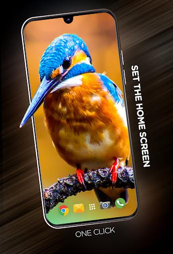 Birds Wallpapers in ۴K - عکس برنامه موبایلی اندروید