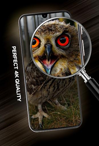 Birds Wallpapers in ۴K - عکس برنامه موبایلی اندروید
