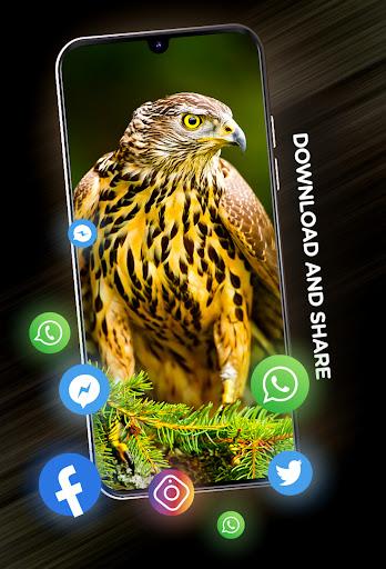 Birds Wallpapers in ۴K - عکس برنامه موبایلی اندروید