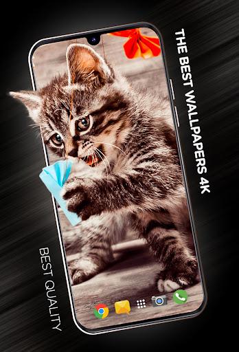 Cats Wallpapers in 4K - Image screenshot of android app