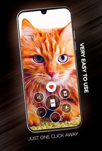 Cats Wallpapers in 4K - Image screenshot of android app