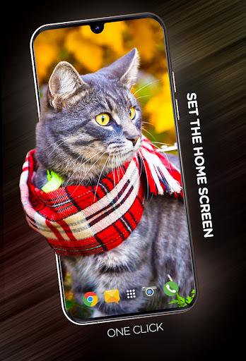 Cats Wallpapers in ۴K - عکس برنامه موبایلی اندروید