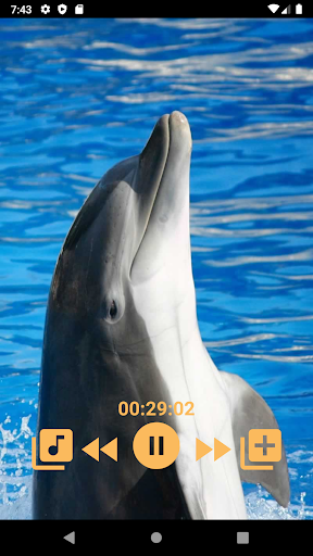 Dolphins - Sound to relax - Image screenshot of android app
